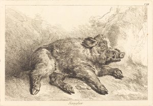 Wildschwein (Wildschwein liegt, Kopf nach rechts)