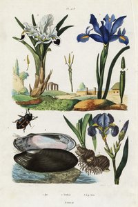 Iris, Muschel und Käfer