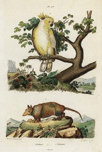Gelbwangenkakadu und Gürteltier