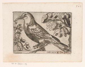 Vogel