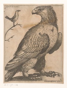 Adler
