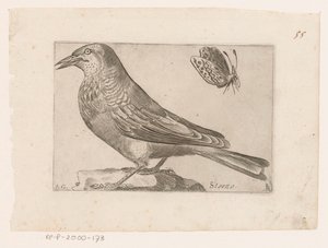 Star (Sturnus vulgaris)