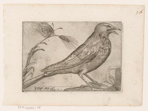 Star (Sturnus vulgaris) Storno (Titel auf Objekt) Vögel (Serientitel)