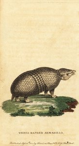 Brasilianisches Dreibinden-Gürteltier, Tolypeutes tricinctus, 1800 (Gravur)