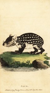 Tiefland-Paka oder geflecktes Paka, Cuniculus paca von Jacques de Seve