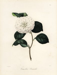 Camellia japonica Sorte, Camellia bonardii oder Camellia bonnardii von Jakob (after) Jung