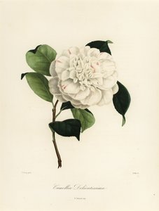 Kamelie japonica Sorte, Camellia delicatissima