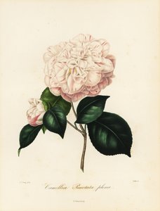 Camellia japonica Sorte, Camellia punctata plena