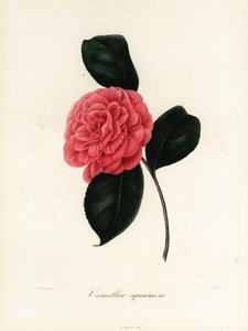 Kamelie, Camellia japonica, Camellia squamosa oder Camellia squammosa von Jakob (after) Jung