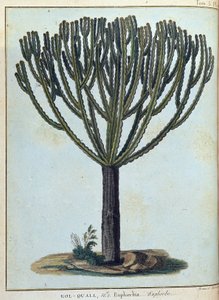 Kol-quall (Kol quall), Euphorbia (Kaktus) - in „Journey to Nubia and Abyssinia undertaken to discover the sources of the Nile during the years 1768 to 1772“, von James Bruce, vol. 1, Paris