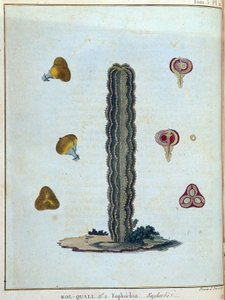 Kol-quall (Kol quall), Euphorbia (Kaktus) - in „Reise nach Nubien und Abessinien unternommen, um die Quellen des Nils zu entdecken, in den Jahren 1768 bis 1772“, von James Bruce, Bd. 1, Paris