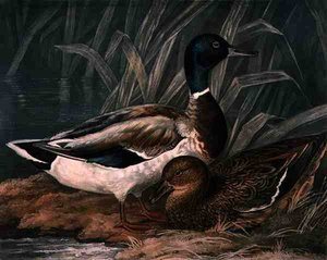 Wildenten, Tafel 5 von British Feather Game, graviert von Charles Turner, veröffentlicht von R. Ackermann