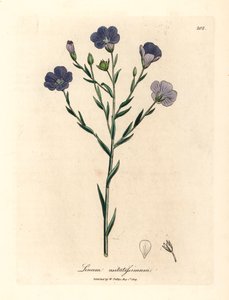 Blau blühender Flachs, Linum usitatissimum, aus einer botanischen Illustration von James Sowerby aus William Woodville und Sir William Jackson Hooker