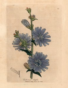 Blau blühende Wegwarte oder Zichorie, Cichorium intybus, aus einer botanischen Illustration von James Sowerby aus William Woodville und Sir William Jackson Hookers "Medical Botany" 1832 (handkolorierter Kupferstich)