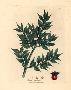 Grün blühender Mäusedorn, Ruscus aculeatus, aus einer botanischen Illustration von James Sowerby aus William Woodville und Sir William Jackson Hooker