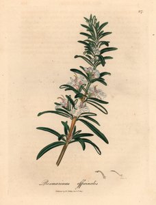 Hellblauer blühender Rosmarin, Rosmarinus officinalis, aus einer botanischen Illustration von James Sowerby aus William Woodville und Sir William Jackson Hooker