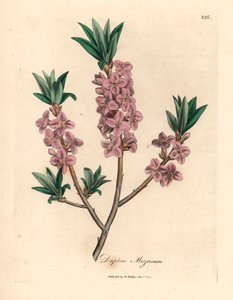 Rosa blühender Seidelbast, Daphne mezereum, aus einer botanischen Illustration von James Sowerby aus William Woodville und Sir William Jackson Hooker