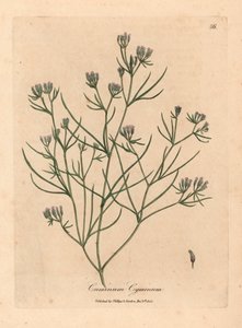 Rosa blühender Kümmel, Cuminum cyminum, aus einer botanischen Illustration von James Sowerby aus William Woodville und Sir William Jackson Hooker