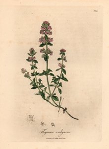 Gartenthymian mit rosa Blüten, Thymus vulgaris, aus einer botanischen Illustration von James Sowerby aus William Woodville und Sir William Jackson Hooker