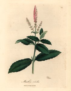 Rosa blühende Grüne Minze, Mentha viridis, aus einer botanischen Illustration von James Sowerby aus William Woodville und Sir William Jackson Hookers "Medical Botany" 1832 (handkolorierter Kupferstich)