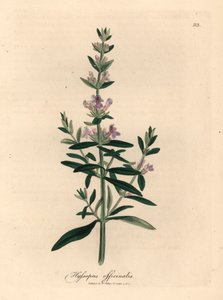 Violett blühender Ysop, Hyssopus officinalis, aus einer botanischen Illustration von James Sowerby aus William Woodville und Sir William Jackson Hooker