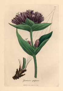 Purpur-Gentiana, Gentiana purpurea, aus einer botanischen Illustration von James Sowerby aus William Woodville und Sir William Jackson Hooker