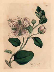 Weiß blühender Kapernstrauch, Capparis spinosa, aus einer botanischen Illustration von James Sowerby aus William Woodville und Sir William Jackson Hooker