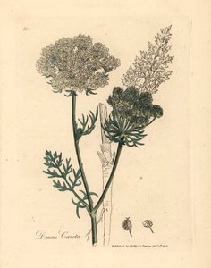 Weiß blühende wilde Karottenpflanze, Daucus carota, aus einer botanischen Illustration von James Sowerby aus William Woodville und Sir William Jackson Hooker