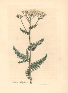 Weiß blühende Schafgarbe, Achillea millefolium, aus einer botanischen Illustration von James Sowerby aus William Woodville und Sir William Jackson Hooker