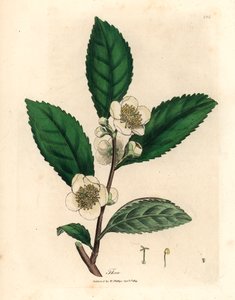 Weiße Blüten und grüne Teeblätter, Thea bohea, Camellia sinensis, aus einer botanischen Illustration von James Sowerby aus William Woodville und Sir William Jackson Hooker
