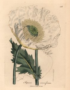 Weißer Mohn, Papaver somniferum, aus einer botanischen Illustration von James Sowerby aus William Woodville und Sir William Jackson Hooker