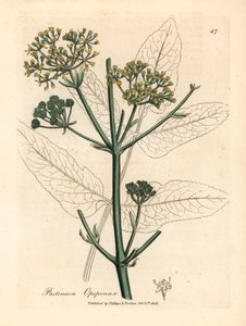 Gelb blühender Opopanax oder Raue Pastinake, Pastinaca opopanax, aus einer botanischen Illustration von James Sowerby aus William Woodville und Sir William Jackson Hookers "Medical Botany" 1832 (handkolorierter Kupferstich) von James (after) Sowerby