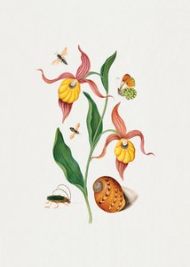 Frauenschuh-Orchidee