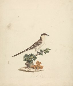 Bienenkuckuck