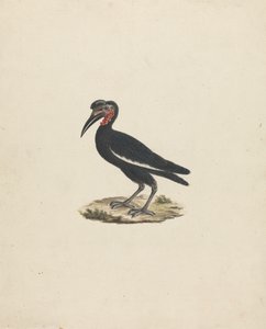 Bocorvus abyssinicus (Abyssinischer Hornrabe) von James Bruce