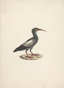 Bostrychia carunculata (Warzenibis) von James Bruce