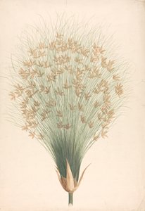 Cyperus papyrus L. (Papyrus-Segge): fertige Zeichnung des Blütenstands