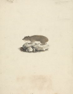 Heterohyrax brucei (Gelbfleck-Klippschliefer)