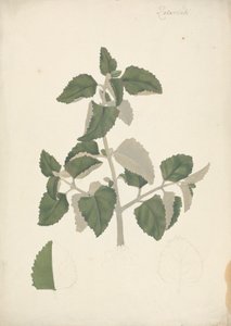Labiatae (unbestimmte Art): fertige Zeichnung eines blättrigen Triebs, ohne Blüten