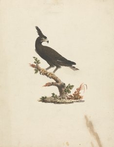 Lophaetus occipitalis (Langkronenadler)
