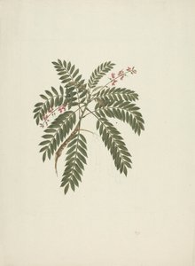 Millettia ferruginea (Hochst) Baker: fertige Zeichnung