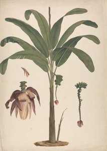 Musa x sapientum L. (Banane): fertige Zeichnung mit Details der Blütenstände von James Bruce