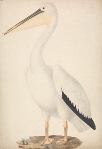 Pelecanus onocrotalus (Großer Weißer Pelikan)