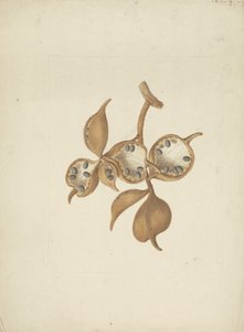 Sterculia africana (Lour.) Fiori: fertige Zeichnung des Stammes mit Samenkapseln, einige geöffnet und Samen zeigend