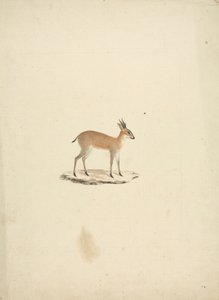 Unidentifizierte Madogua (Dik-dik) von James Bruce