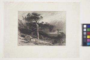 Alte Zedern, Küste von Maine