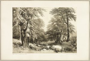 Buchen im Arundale Park, aus The Park and the Forest