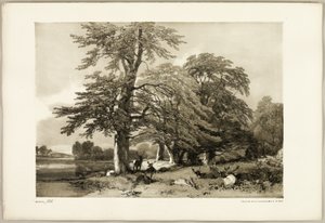 Buche, aus Der Park und der Wald