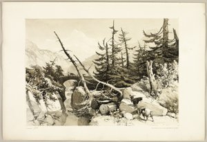 Lärche, aus Der Park und der Wald