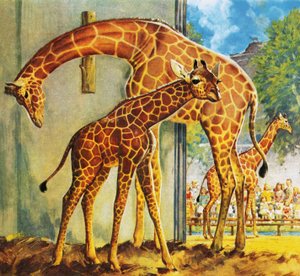 Virginia die Giraffe